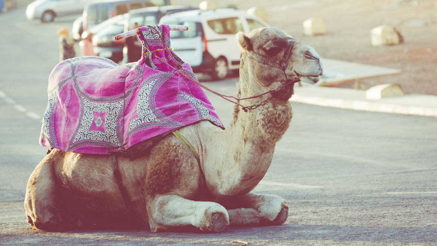 92883190 - dromedary for tourist in agadir, morocco.