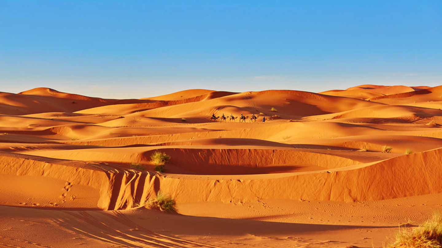 40646389 - camel caravan going through the sand dunes in the sahara desert, merzouga, morocco