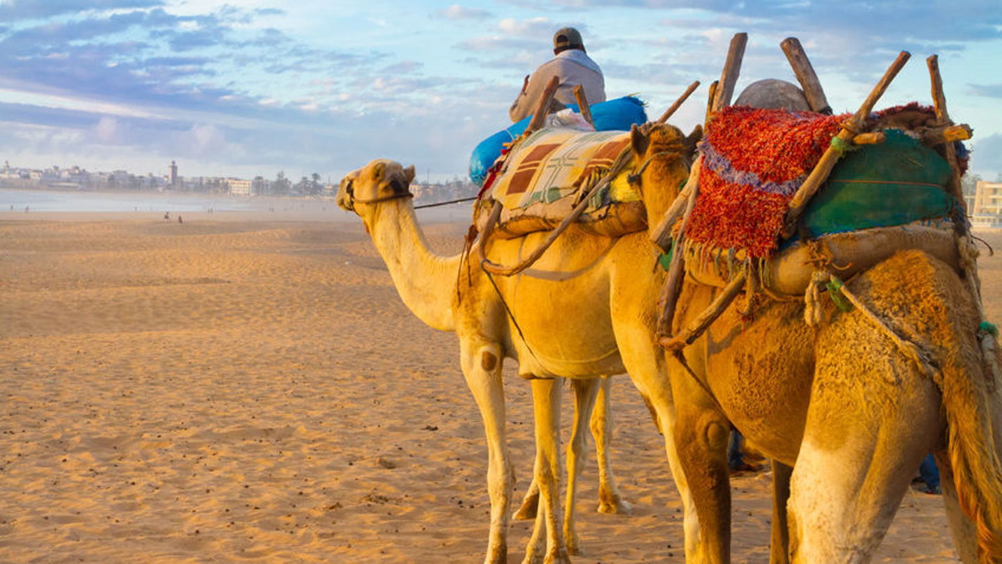 23816420 - camel caravan at the beach of essaouira in the sunset, morocco, africa.