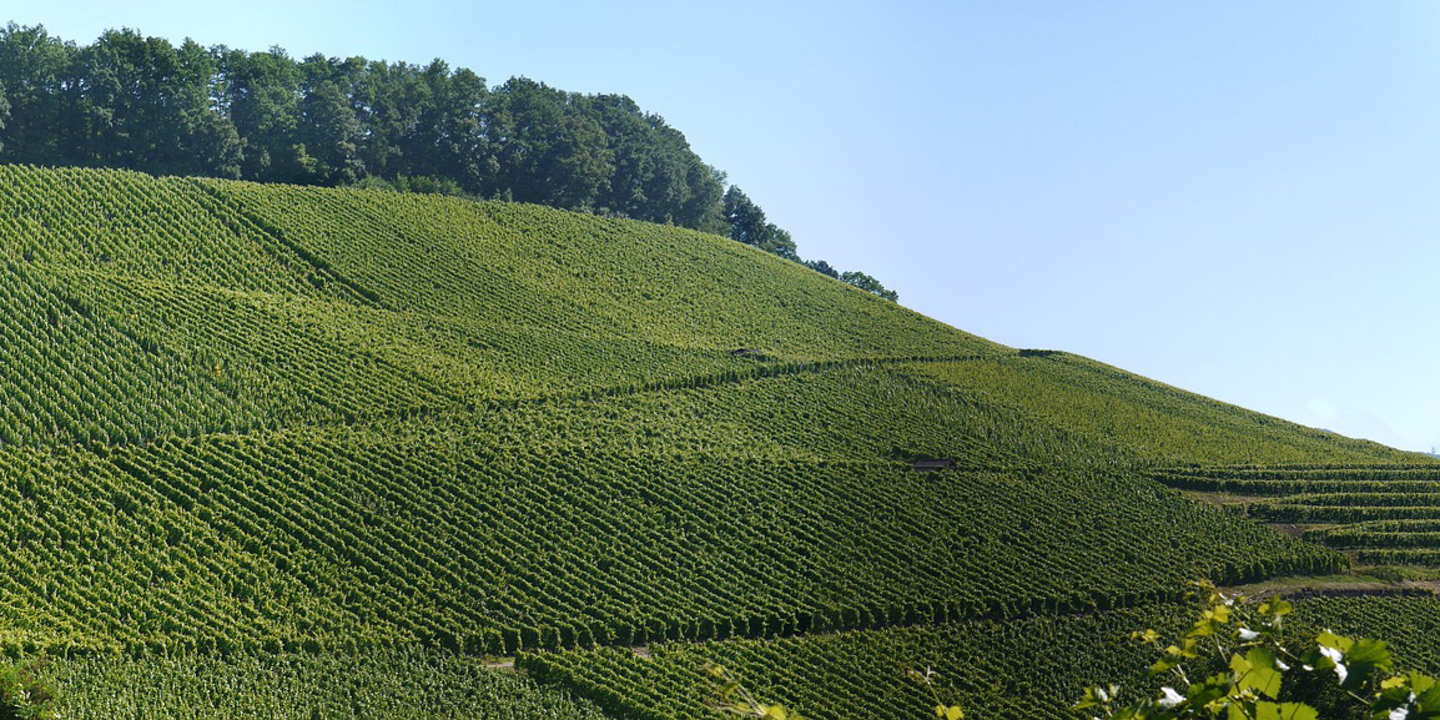Media Image