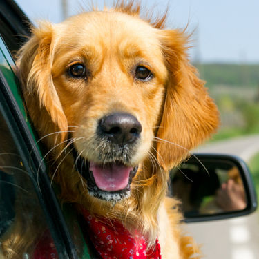 full-image-card-image