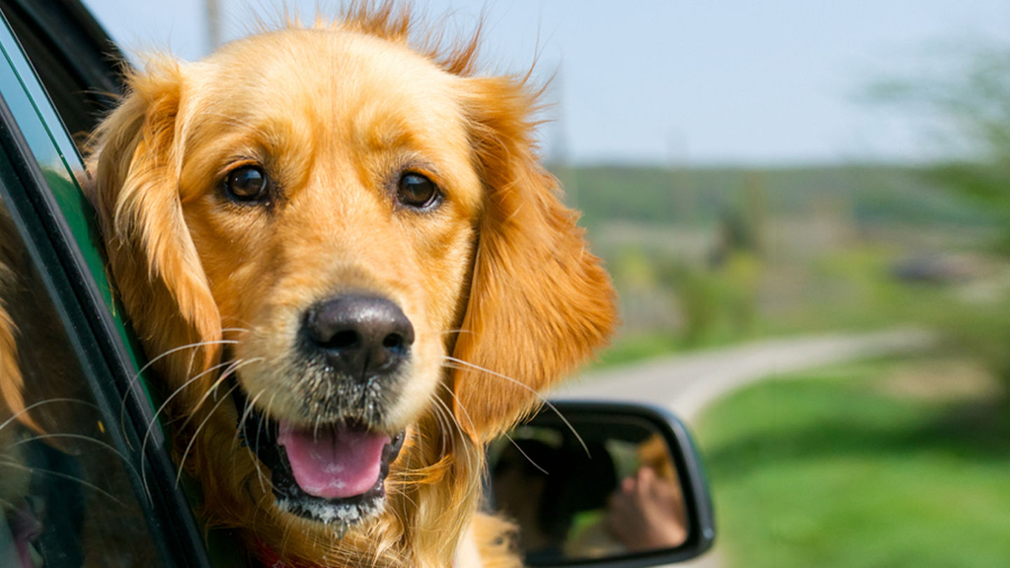 avis-last-minute-dog-900x600.jpg