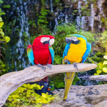 full-image-card-image