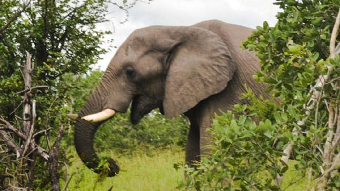 botswana1-promo.jpg