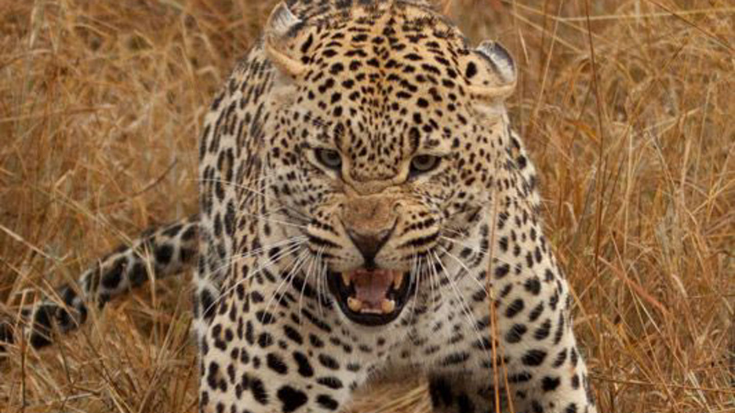 leopard-snarling-promo.jpg