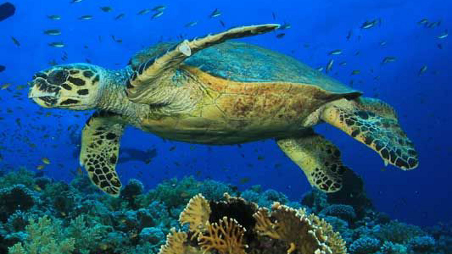 turtle-promo.jpg